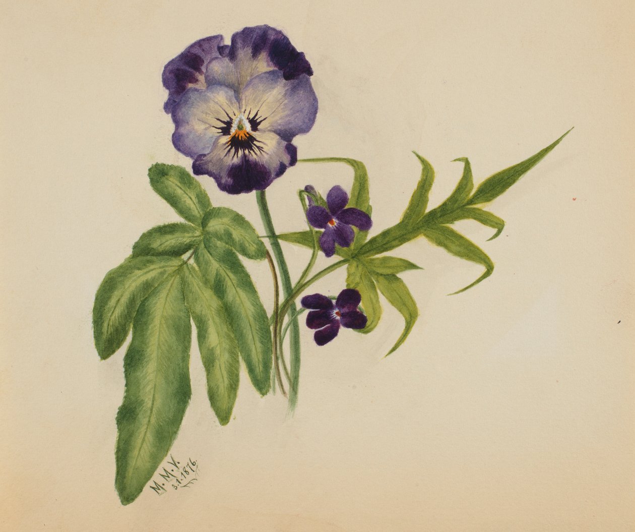  by Mary Vaux Walcott