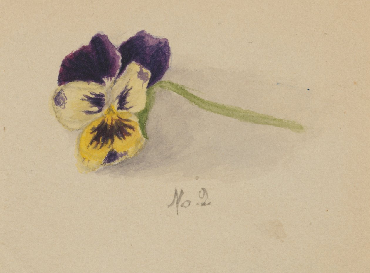  by Mary Vaux Walcott