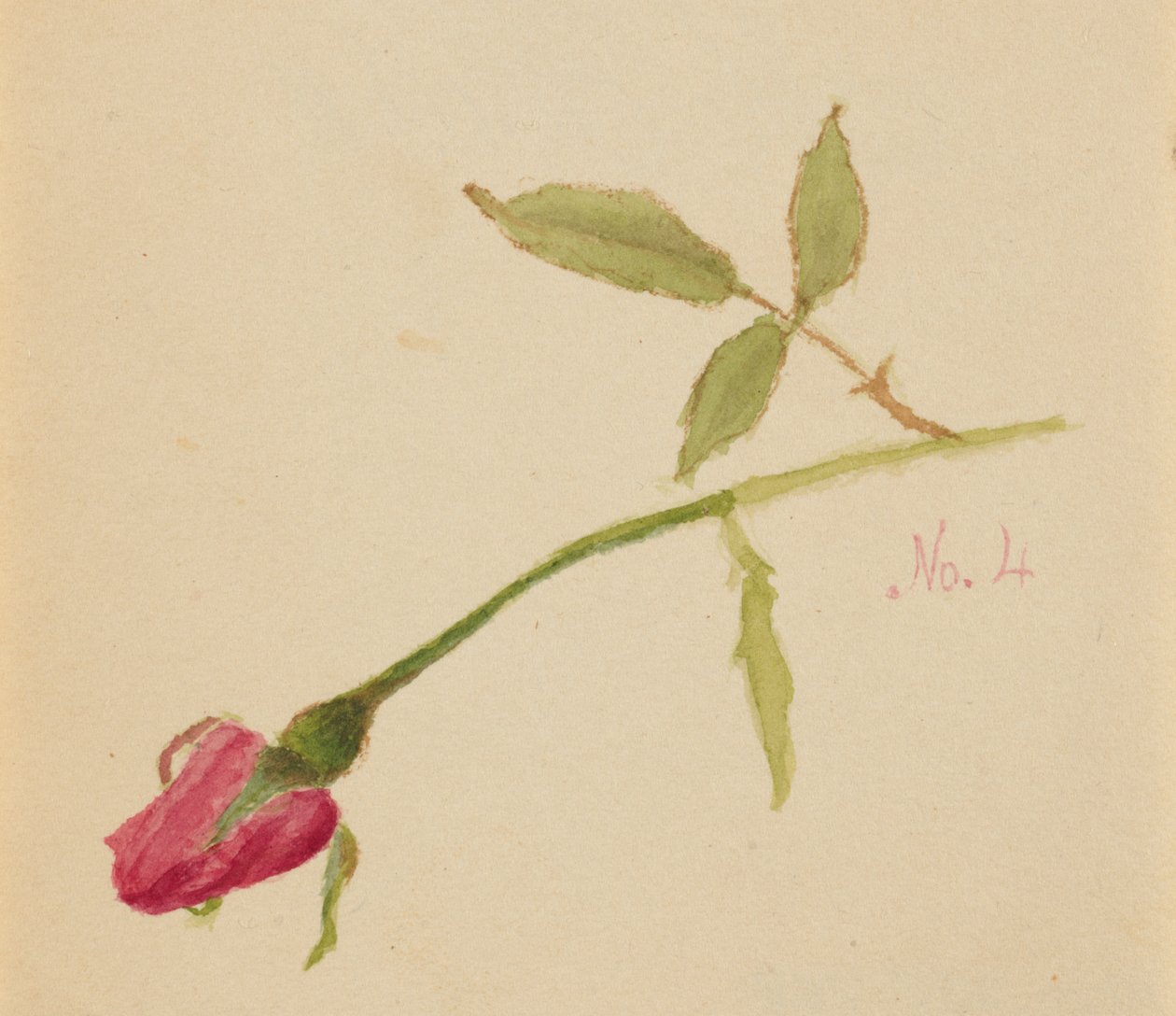  by Mary Vaux Walcott