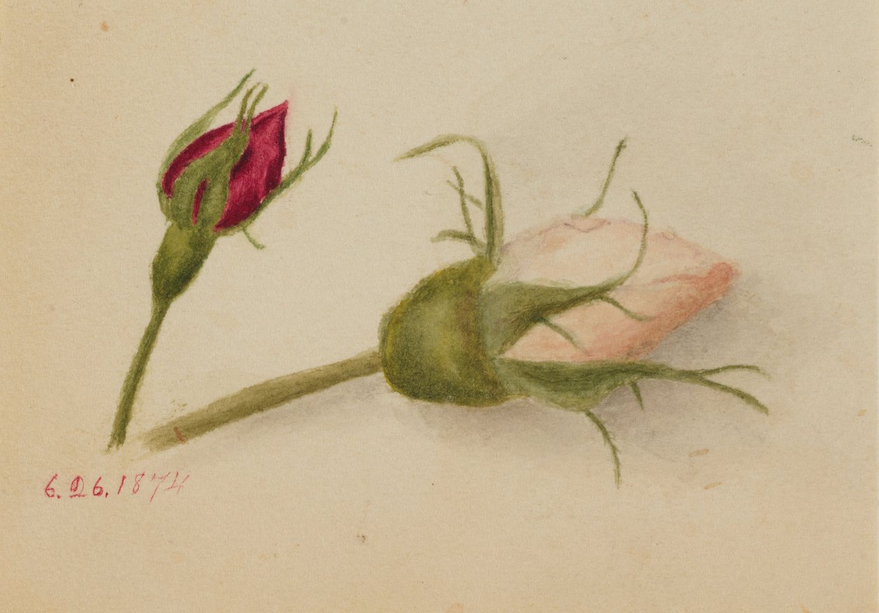  by Mary Vaux Walcott