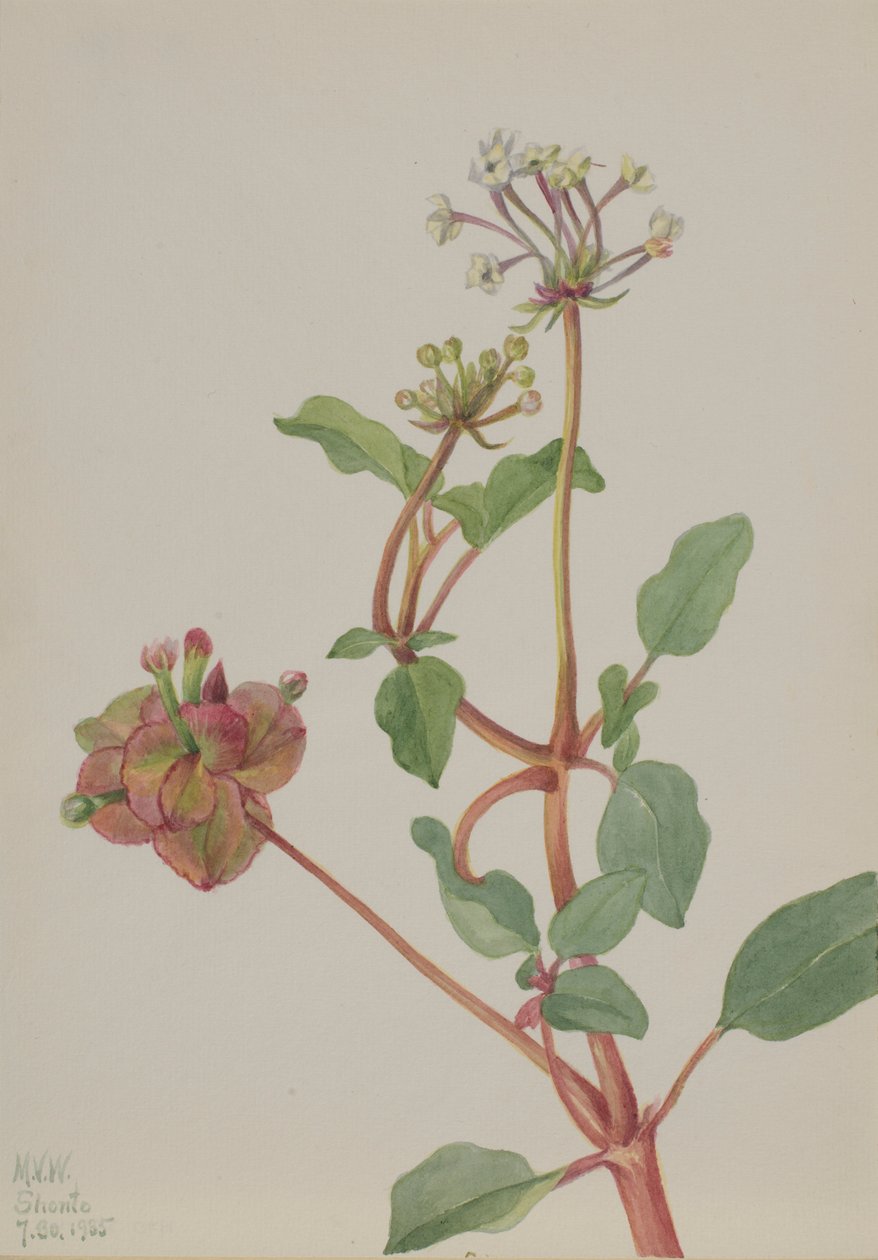  by Mary Vaux Walcott