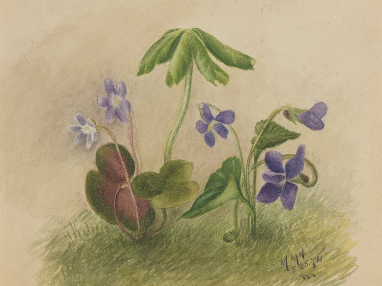  by Mary Vaux Walcott