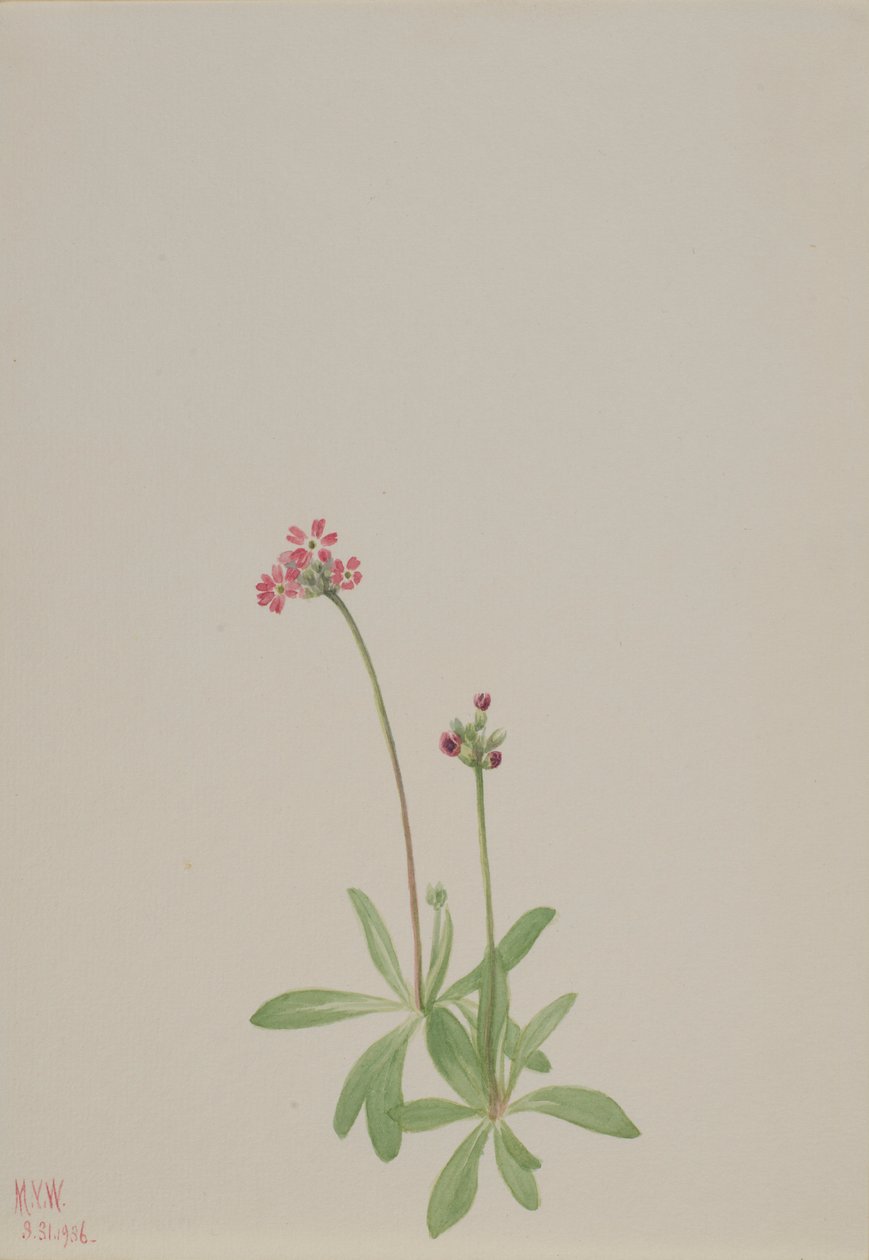  by Mary Vaux Walcott