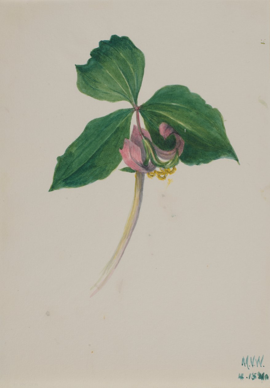  by Mary Vaux Walcott
