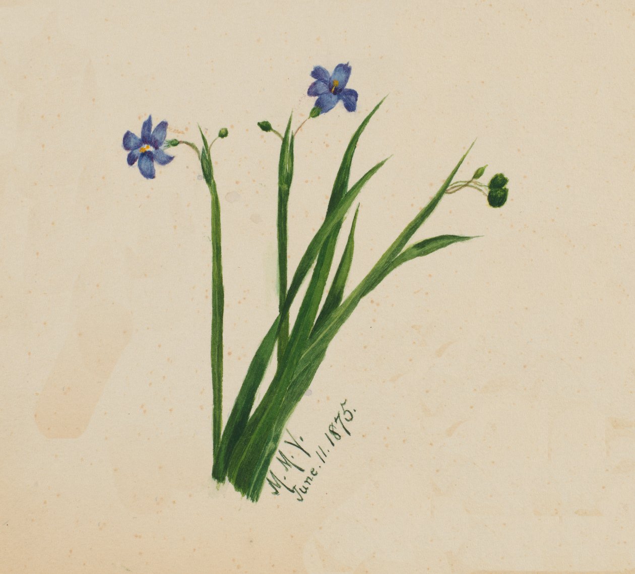 İsimsiz, 1875. by Mary Vaux Walcott
