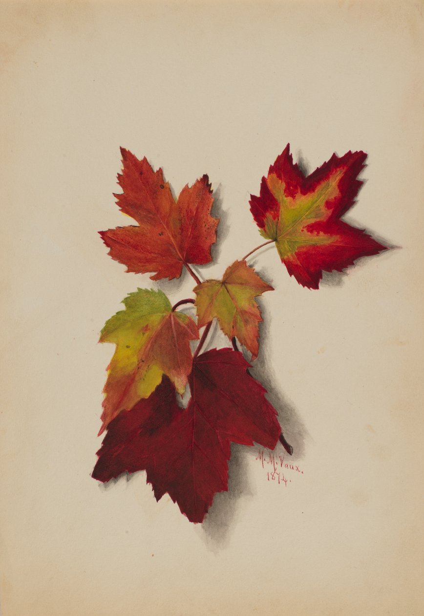 İsimsiz Sonbahar Yaprakları, 1874. by Mary Vaux Walcott