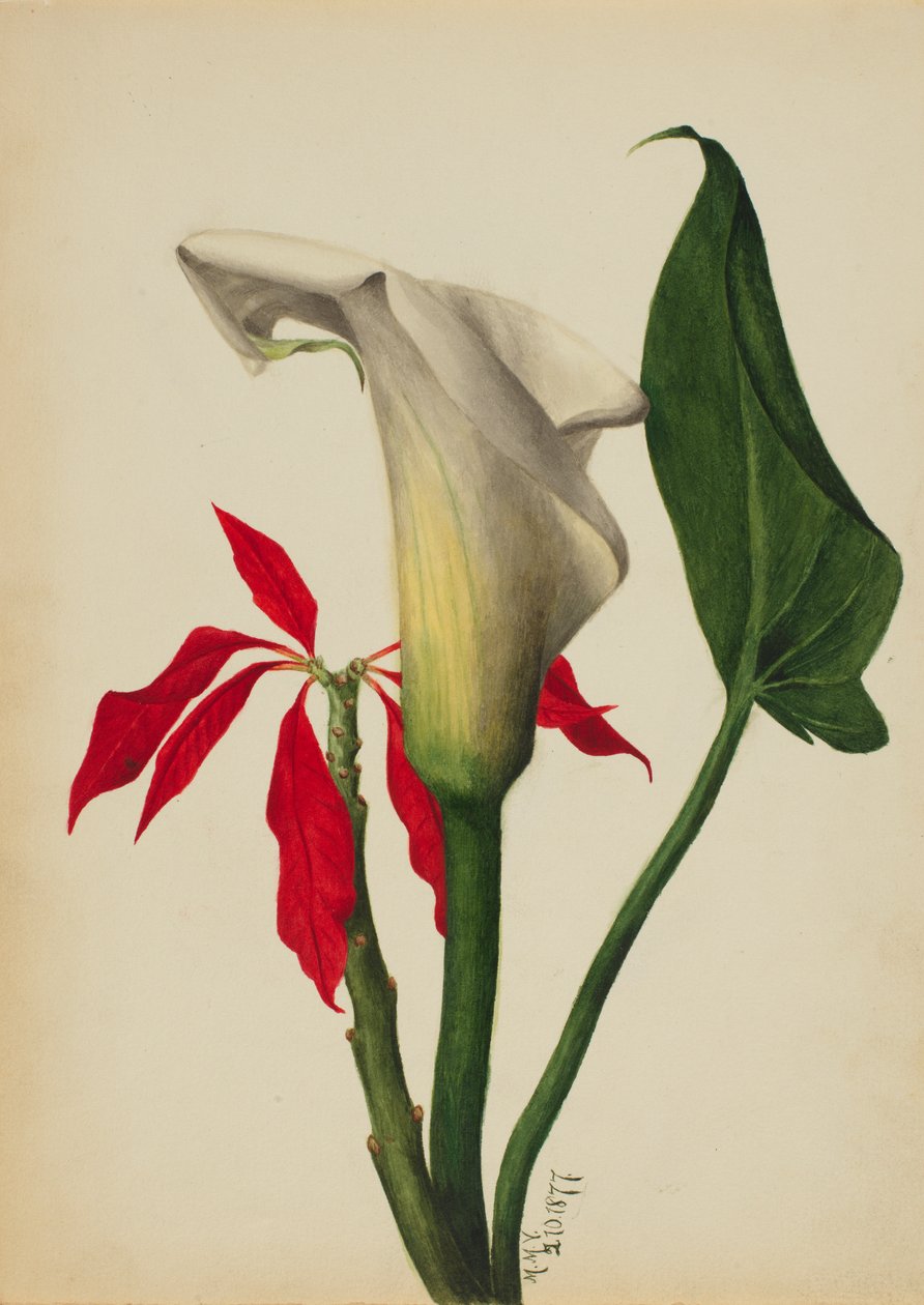 İsimsiz Calla Lily, 1877. by Mary Vaux Walcott