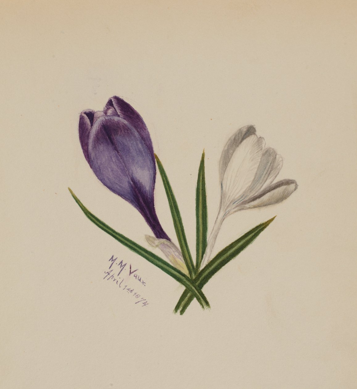 İsimsiz Çiğdemler, 1874. by Mary Vaux Walcott