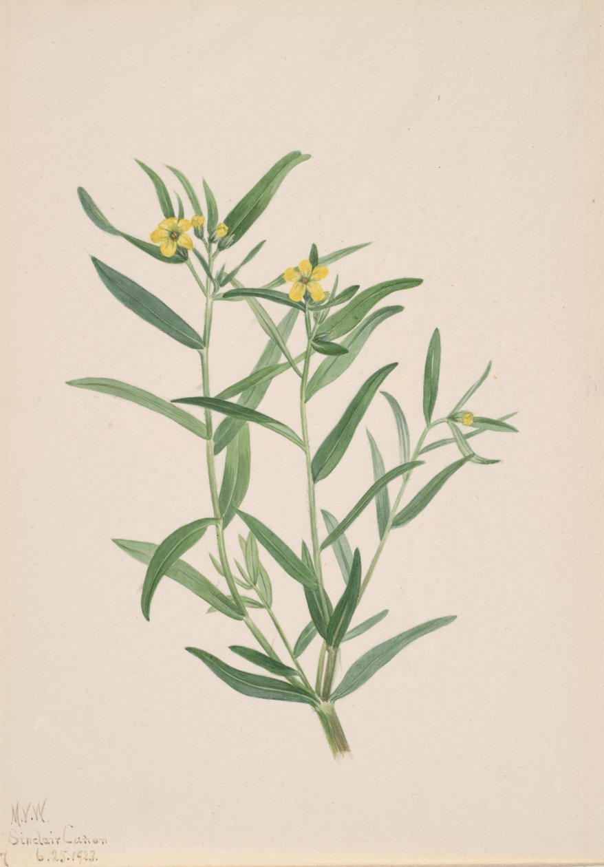 İsimsiz Çiçek Çalışması, 1923. by Mary Vaux Walcott