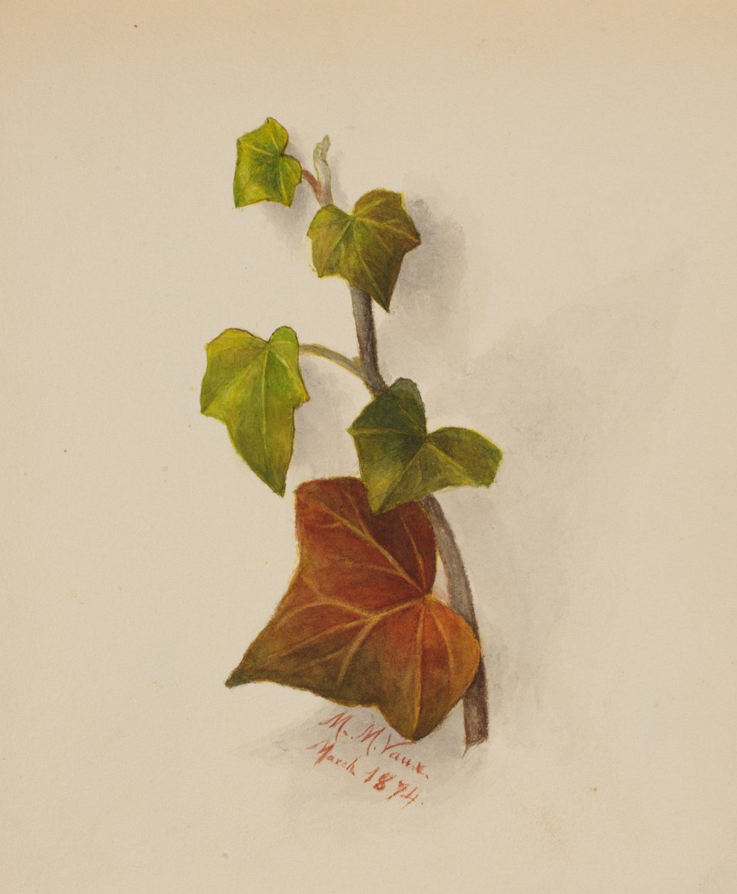 İsimsiz Sarmaşık, 1874. by Mary Vaux Walcott