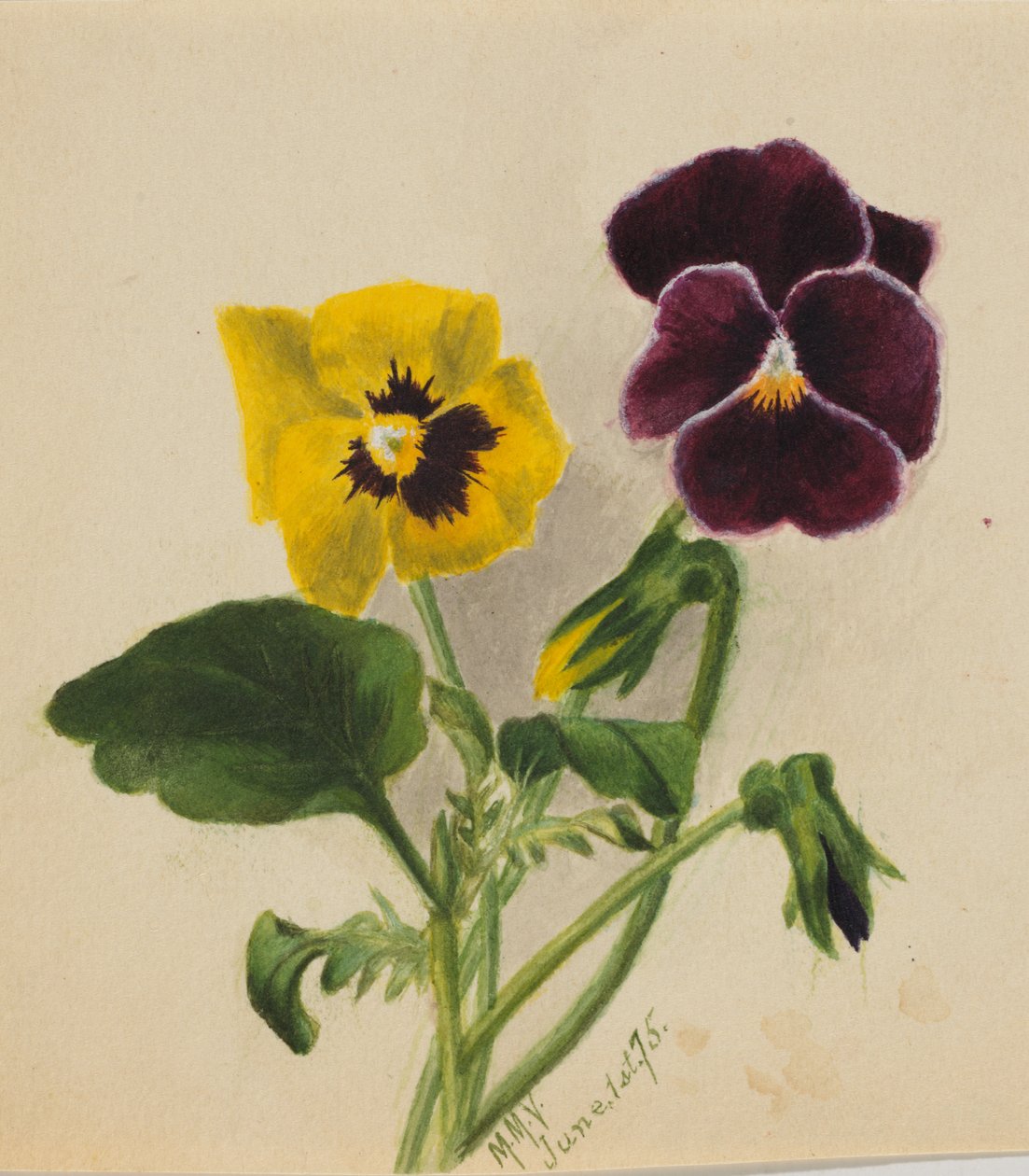 İsimsiz Hercai Menekşe, 1875. by Mary Vaux Walcott