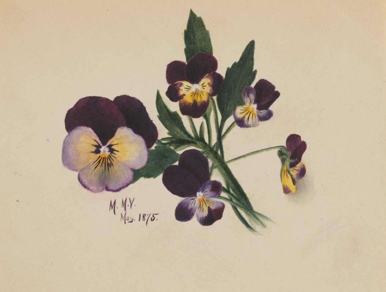 İsimsiz Hercai Menekşe, 1875. by Mary Vaux Walcott