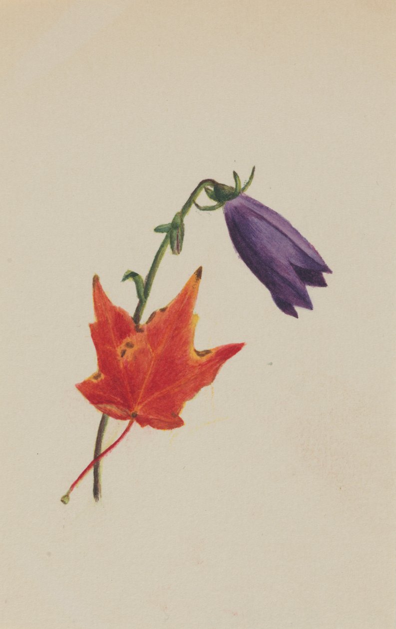 İsimsiz, ca. 1876. by Mary Vaux Walcott