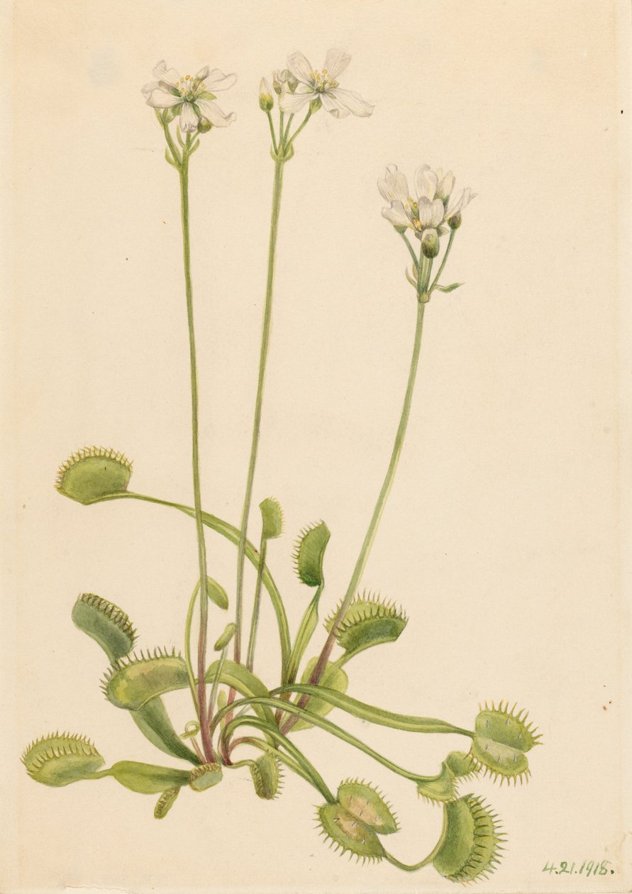  by Mary Vaux Walcott