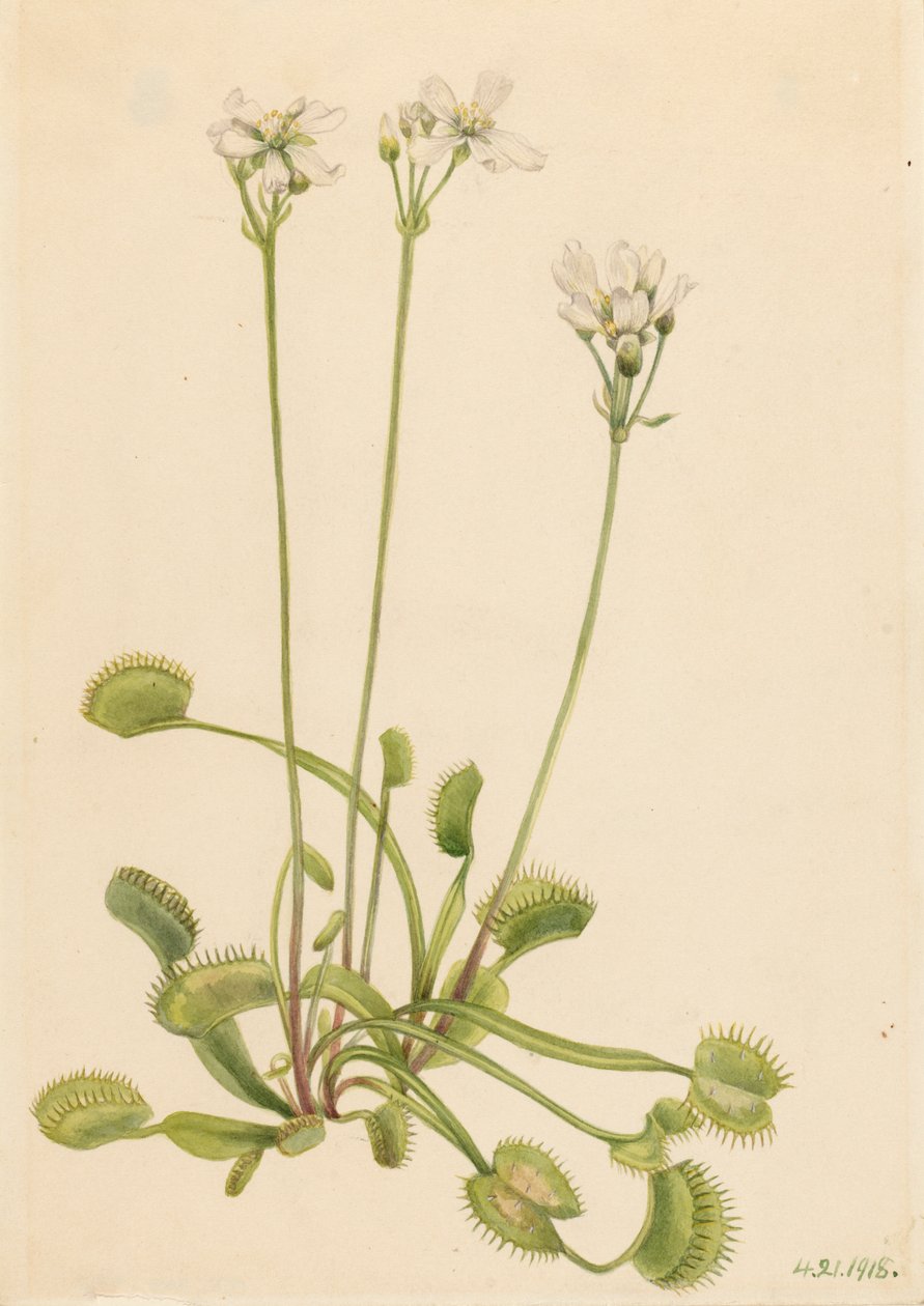 Venüs Sinekkapanı Dionaea muscipula, 1918. by Mary Vaux Walcott