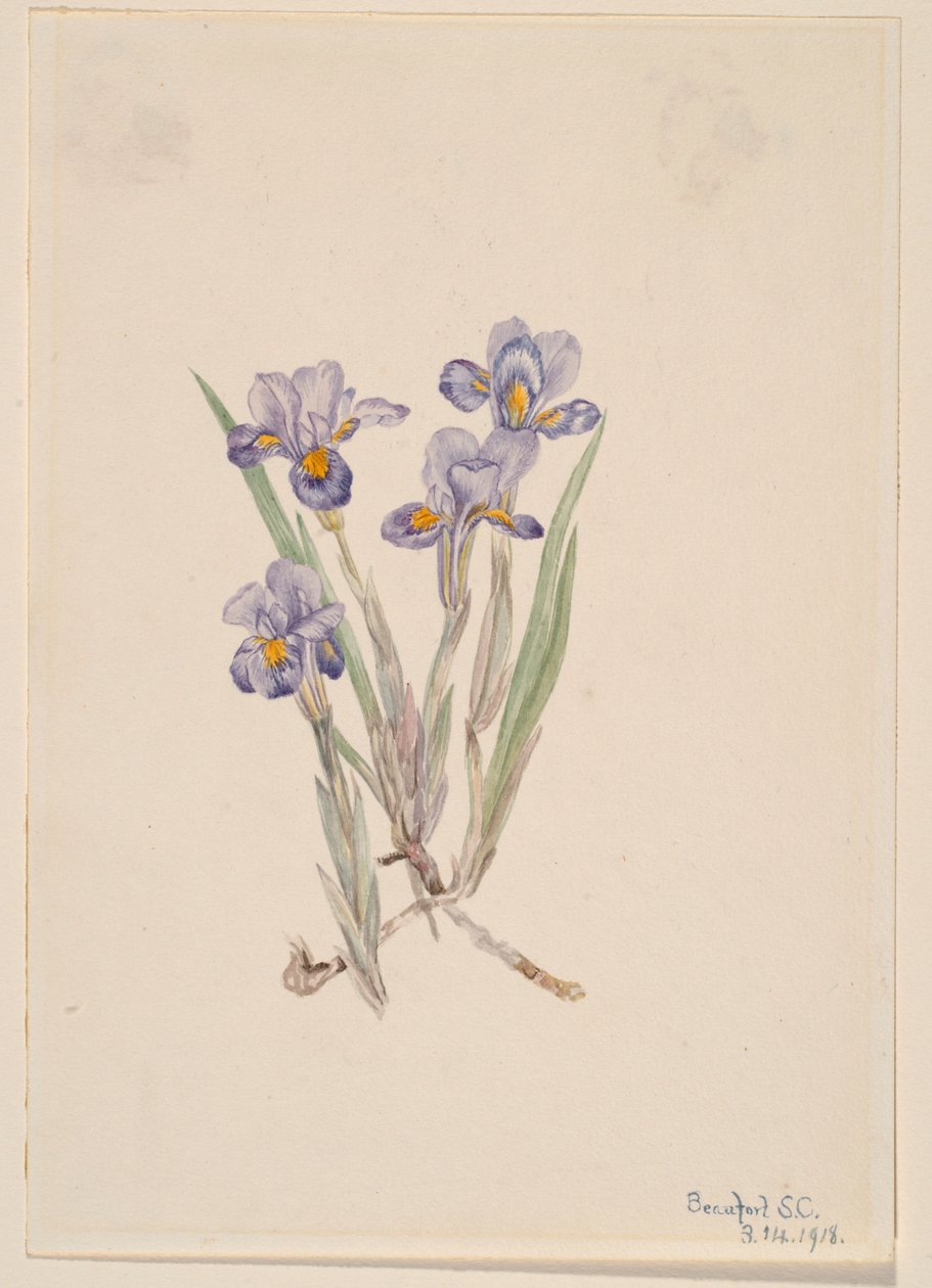  by Mary Vaux Walcott