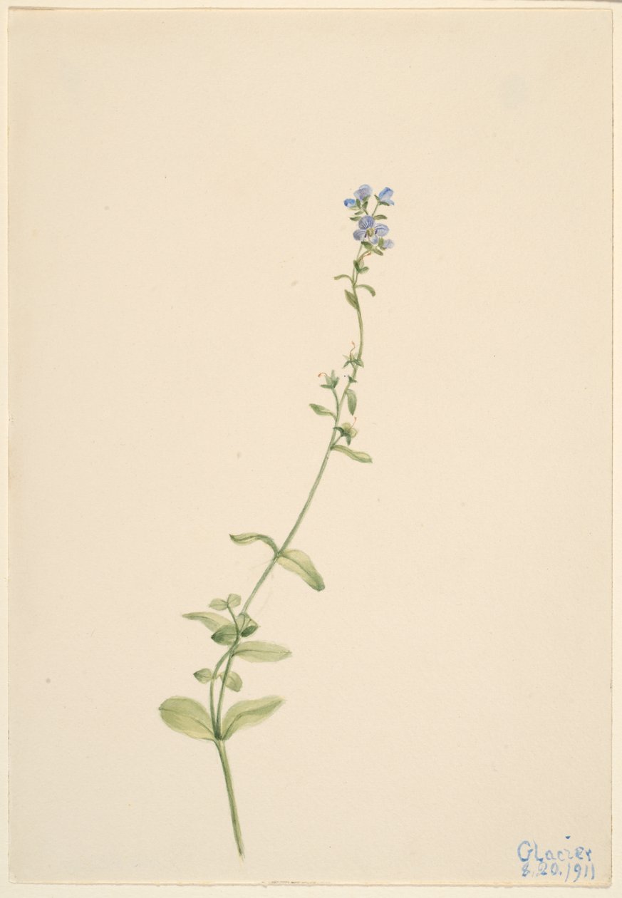  by Mary Vaux Walcott
