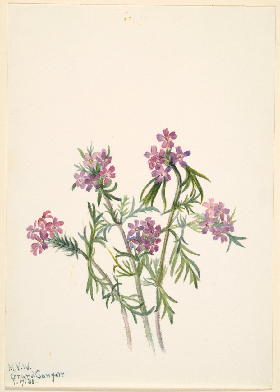  by Mary Vaux Walcott
