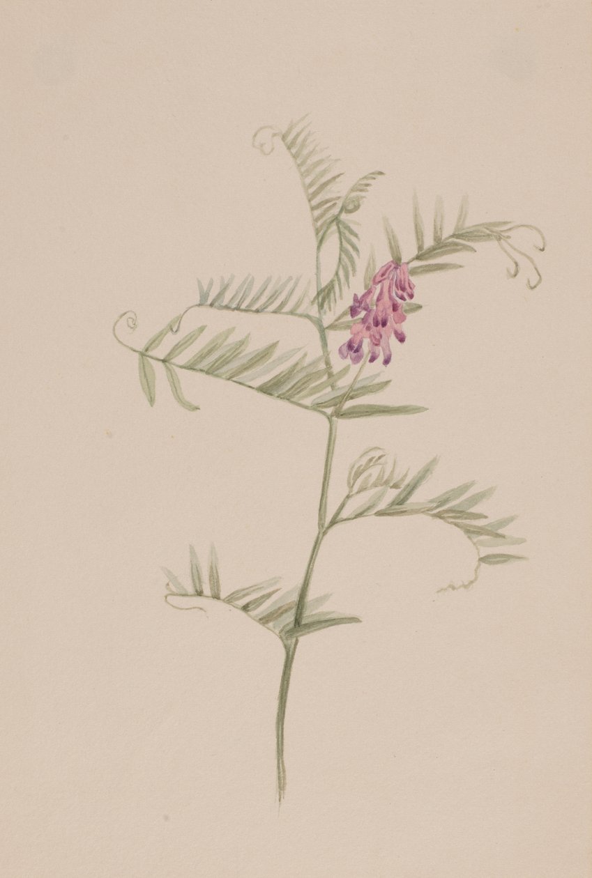 Amerikan fiğ, ca. 1917-1918. by Mary Vaux Walcott