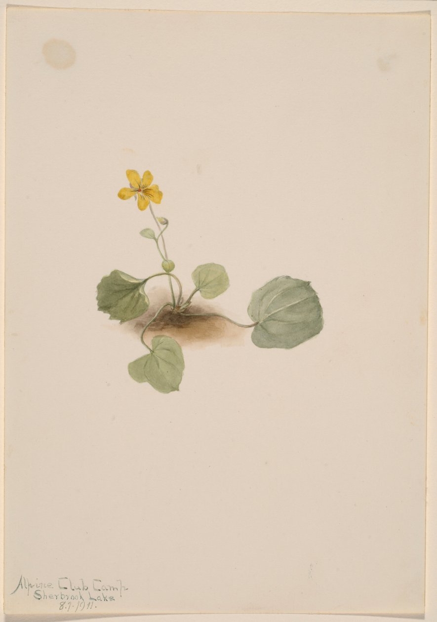  by Mary Vaux Walcott