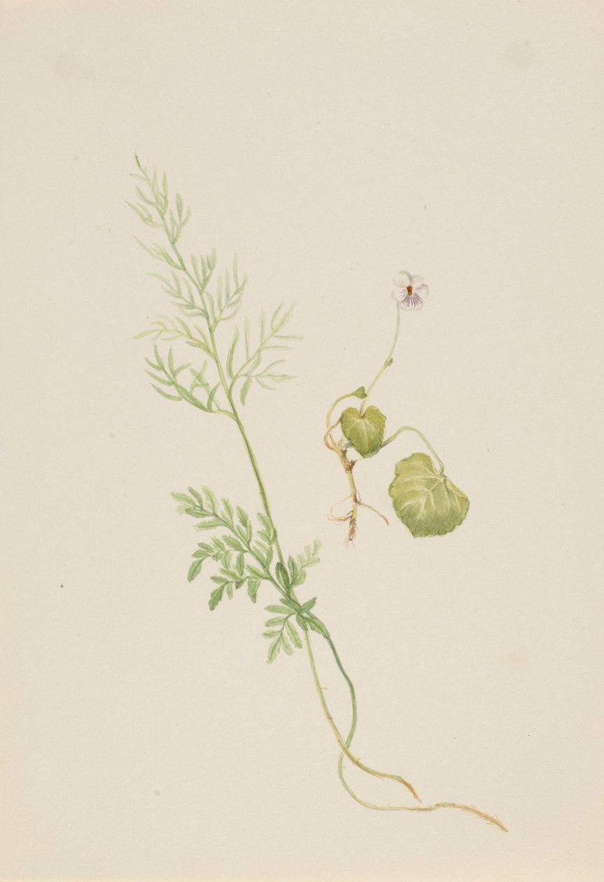  by Mary Vaux Walcott
