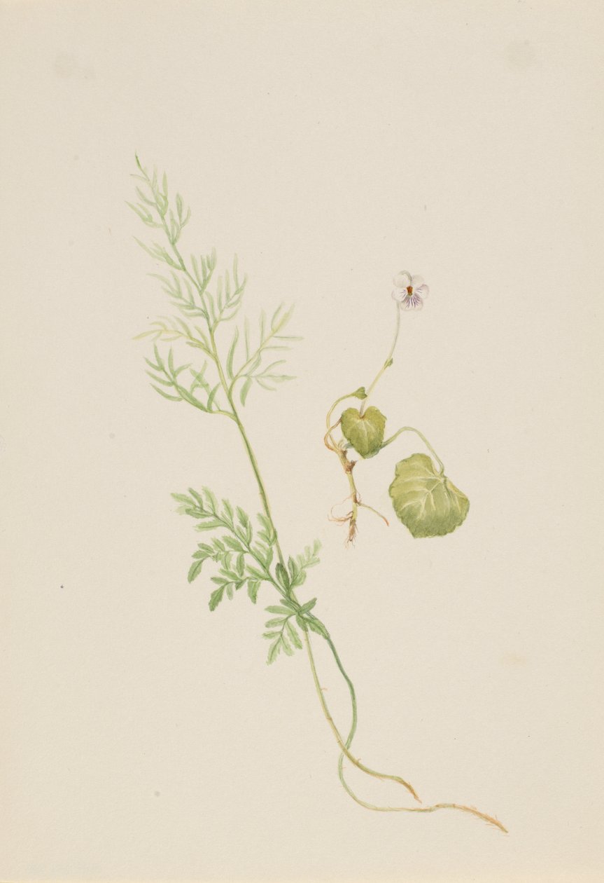 Viola palustris, yak. 1917-1918. by Mary Vaux Walcott