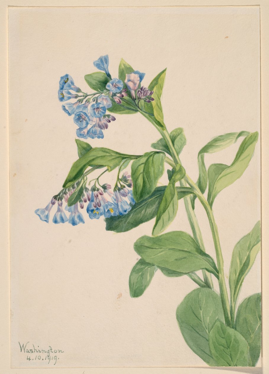  by Mary Vaux Walcott