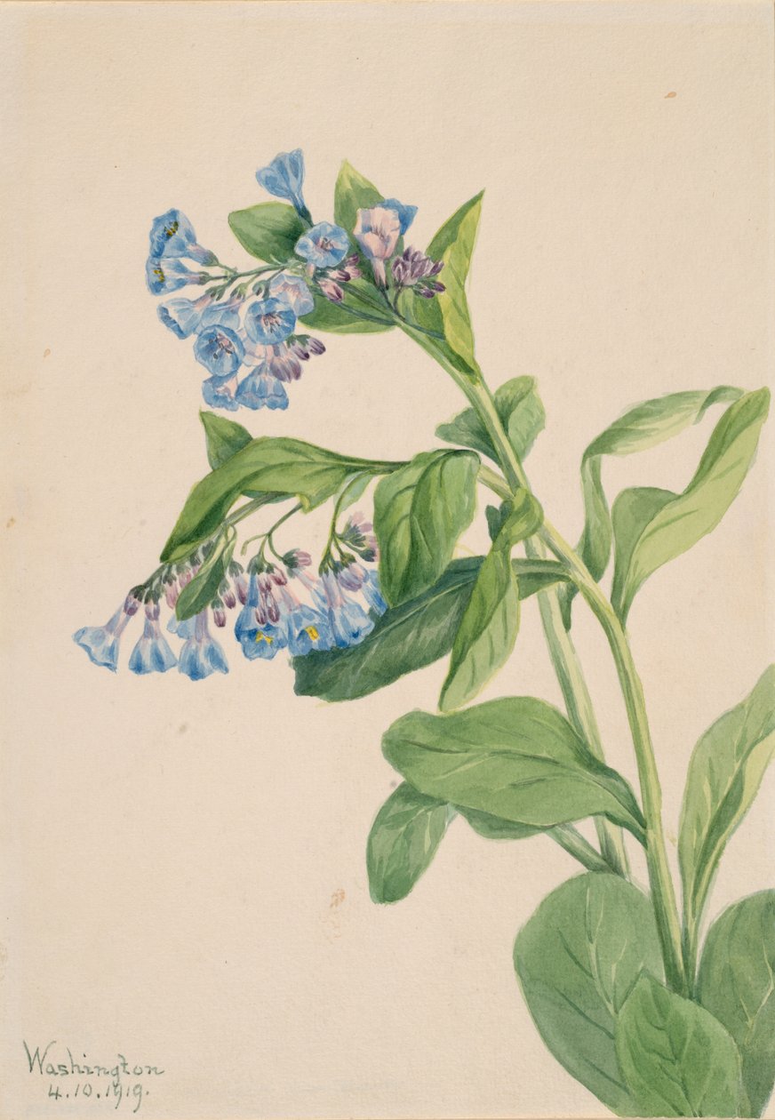 Virginia Bluebells Mertensia virginica, 1919. by Mary Vaux Walcott