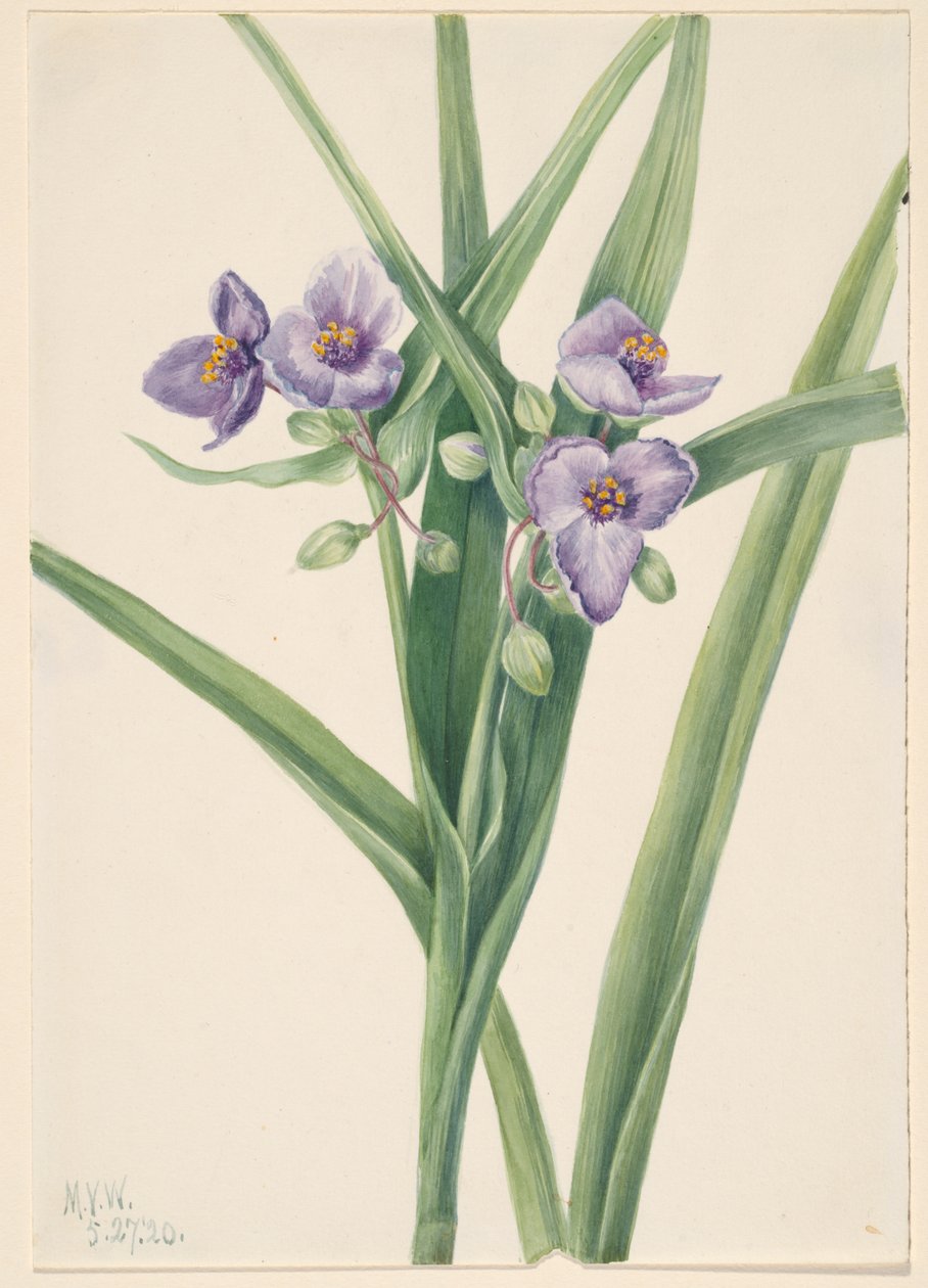 Virginia Spiderwort Tradescantia virginiana, 1920. by Mary Vaux Walcott