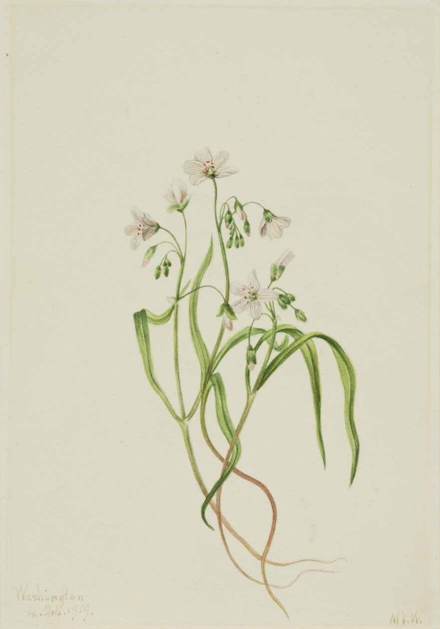  by Mary Vaux Walcott