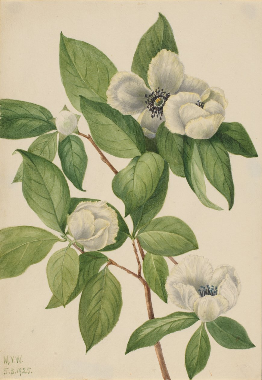 Virginia Stewartia Stewartia malachodendron, 1925. by Mary Vaux Walcott