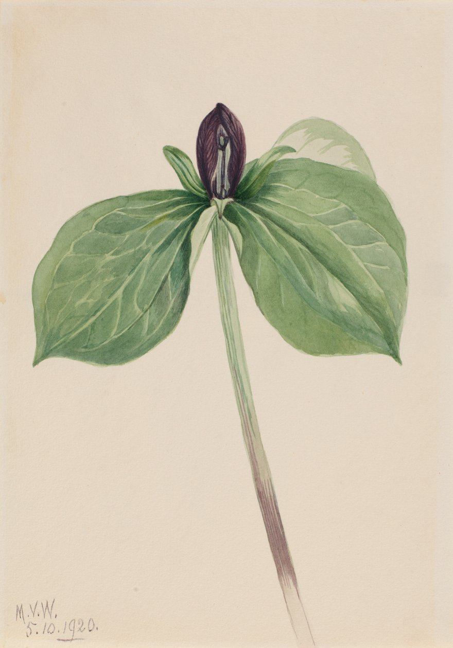  by Mary Vaux Walcott