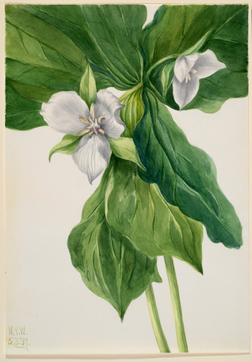  by Mary Vaux Walcott