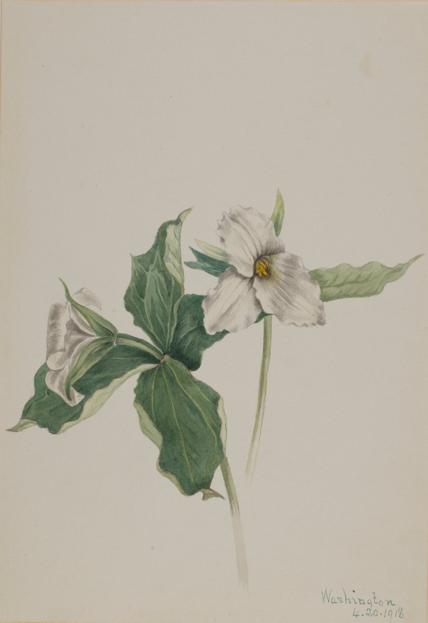 Uyandırma-Robin Trillium grandiflorum, 1918 by Mary Vaux Walcott