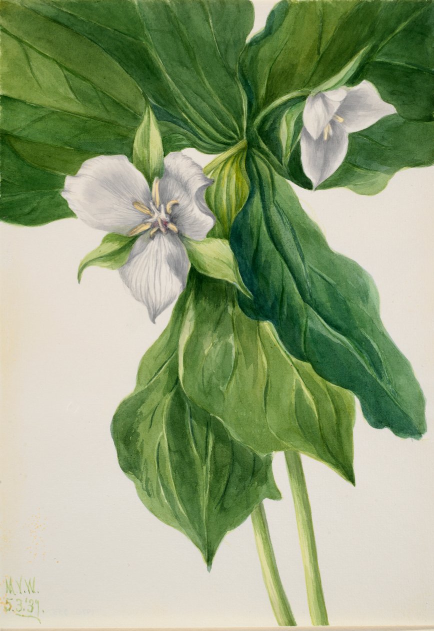 Wake-Robin Trillium benzetmesi, 1939. by Mary Vaux Walcott