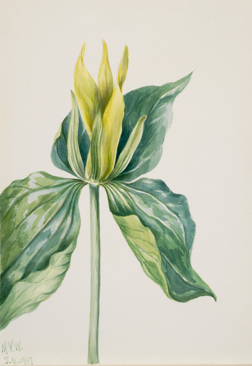 Uyandırma-Robin Trillium underwoodii, 1937. by Mary Vaux Walcott