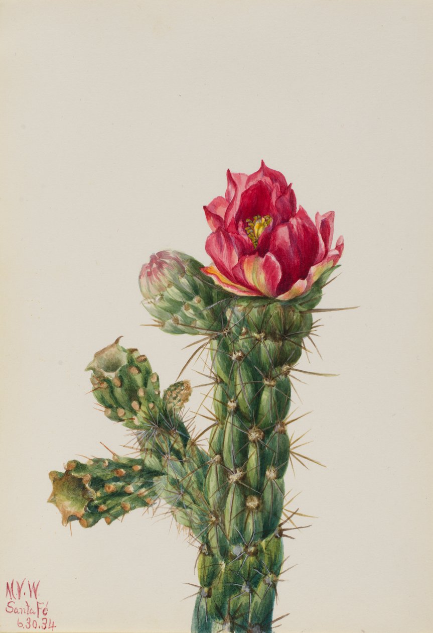  by Mary Vaux Walcott