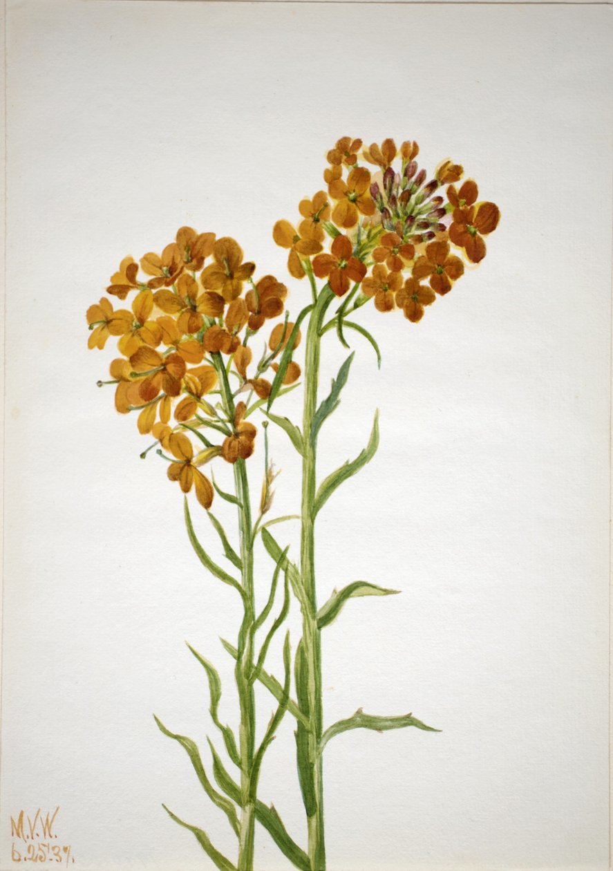  by Mary Vaux Walcott