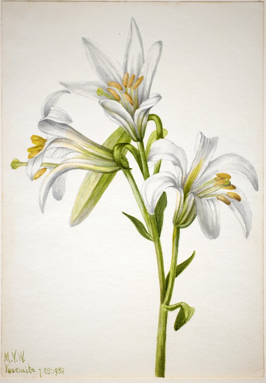  by Mary Vaux Walcott