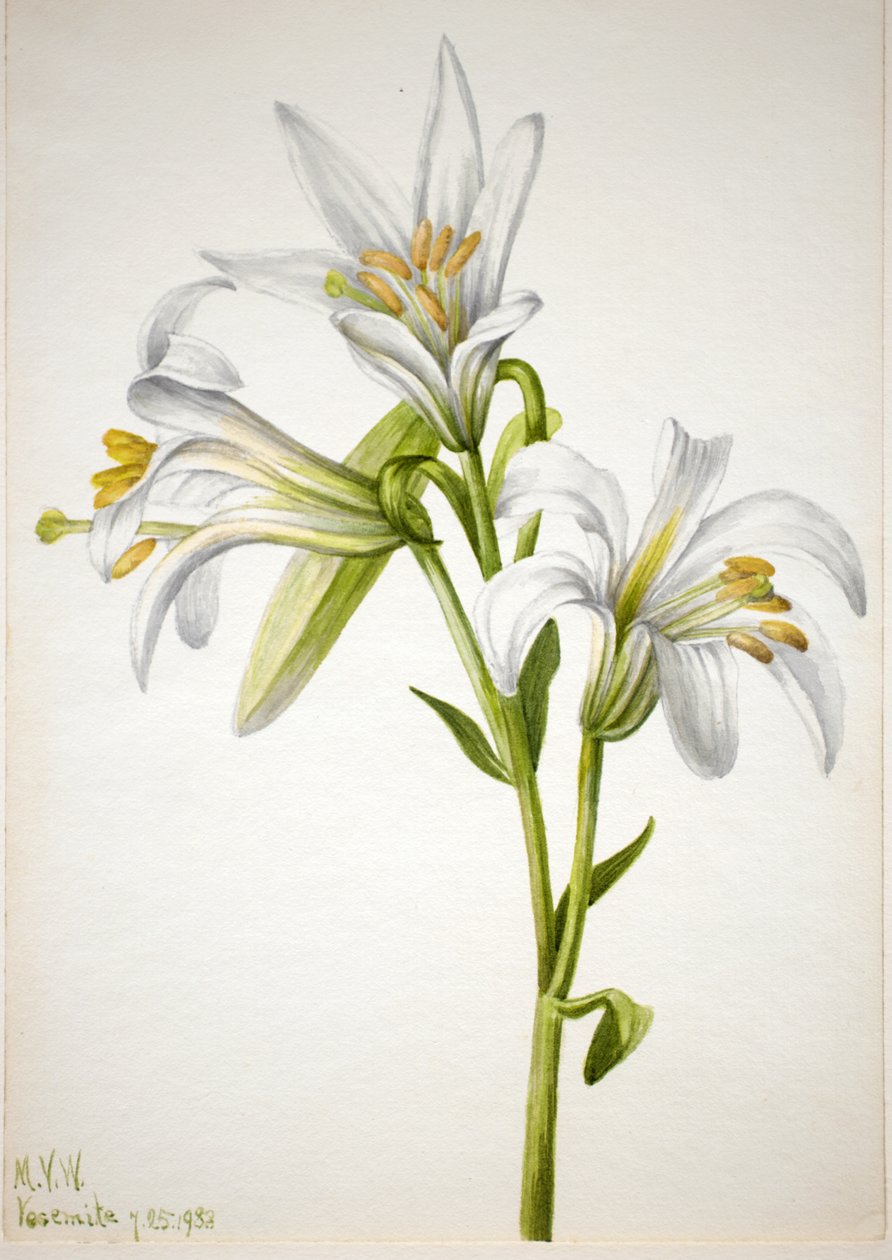 Washington Zambak Lilium washingtonianum, 1933. by Mary Vaux Walcott