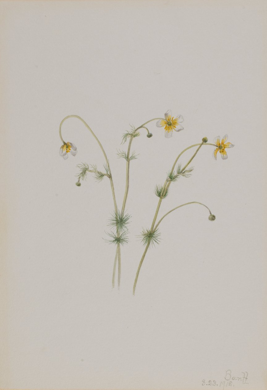  by Mary Vaux Walcott
