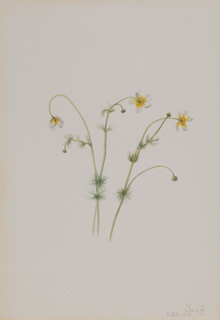 Su Crowfoot Batrachium trichophyllum, 1918. by Mary Vaux Walcott