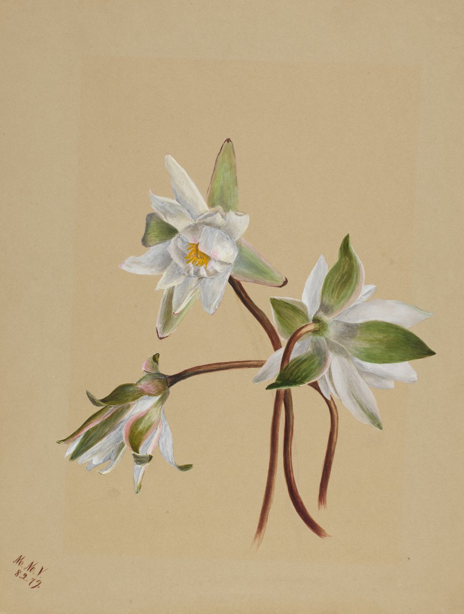 Nilüferler Castalia odorata, 1879 by Mary Vaux Walcott