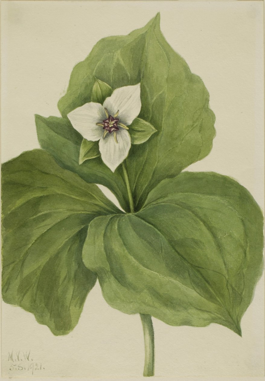  by Mary Vaux Walcott
