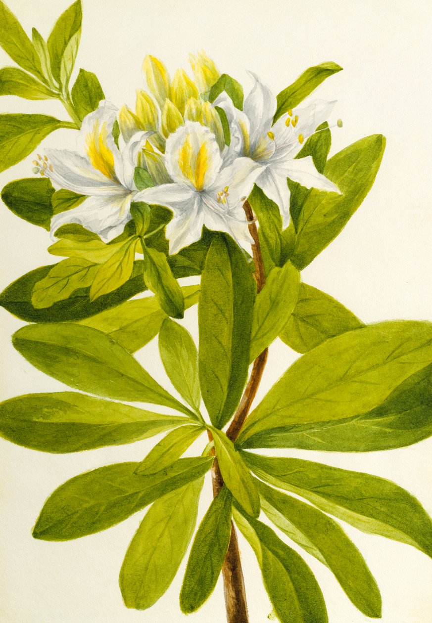 Batı Açelya Rhododendron occidentale, n.d. by Mary Vaux Walcott