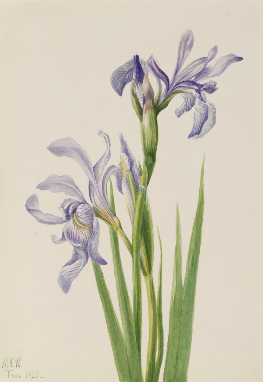 Batı Mavi Bayraklı Iris missouriensis, 1933. by Mary Vaux Walcott