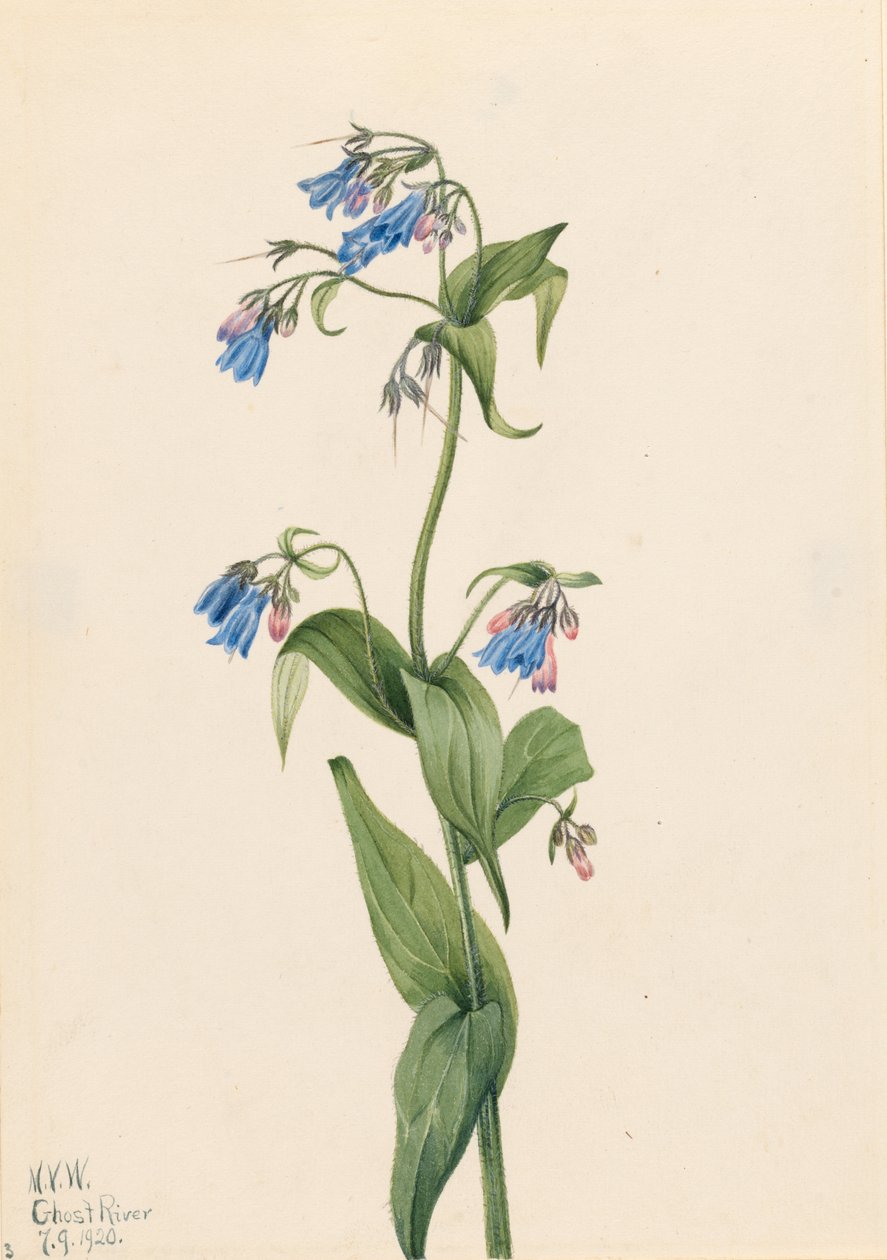  by Mary Vaux Walcott
