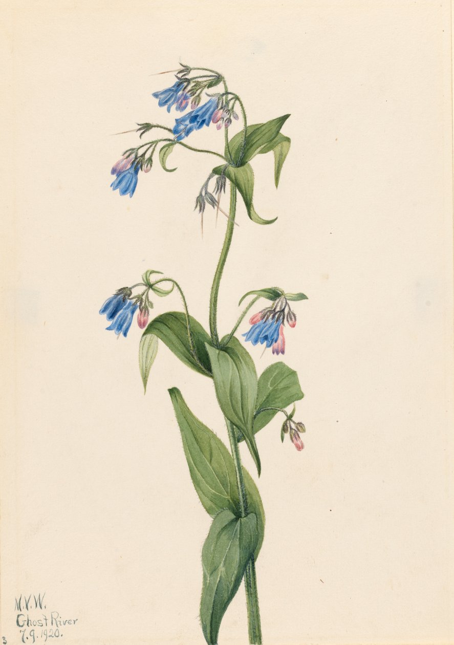 Batı Bluebells Mertensia paniculata, 1920. by Mary Vaux Walcott