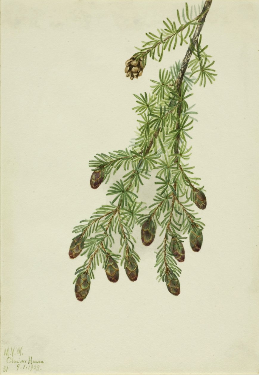  by Mary Vaux Walcott