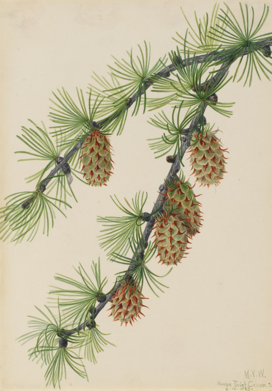 Batı Karaçam Larix occidentalis, 1923 by Mary Vaux Walcott